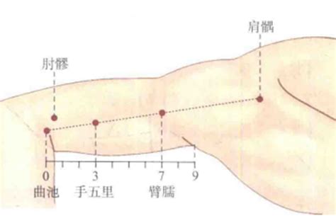 臂儒穴|臂臑